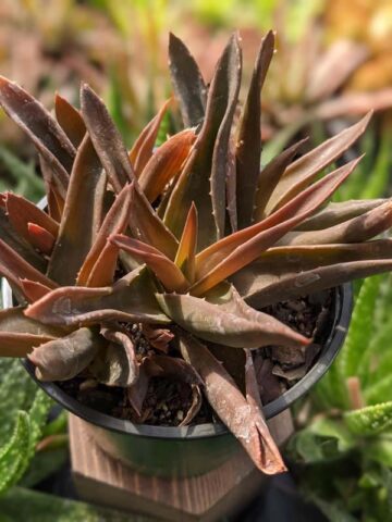 Deep Maroon Tip Aloe Plant (aloe Maroon sp) - Image 4