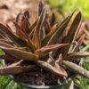 Deep Maroon Tip Aloe Plant (aloe Maroon sp)