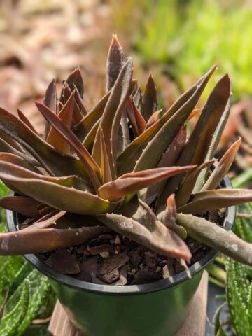 Deep Maroon Tip Aloe Plant (aloe Maroon sp)