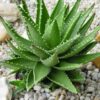 Lg. Nobilis Aloe Plant (aloe hybrid)
