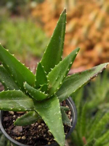 Lg. Nobilis Aloe Plant (aloe hybrid) - Image 5
