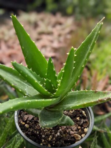Lg. Nobilis Aloe Plant (aloe hybrid) - Image 6