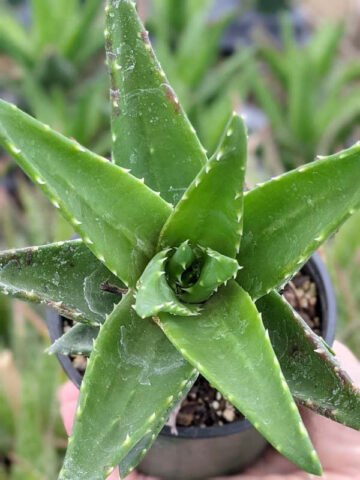 Lg. Nobilis Aloe Plant (aloe hybrid) - Image 4