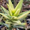 Lg. Bright Yellow Variegated Nobilis Aloe Plant (aloe hybrid)