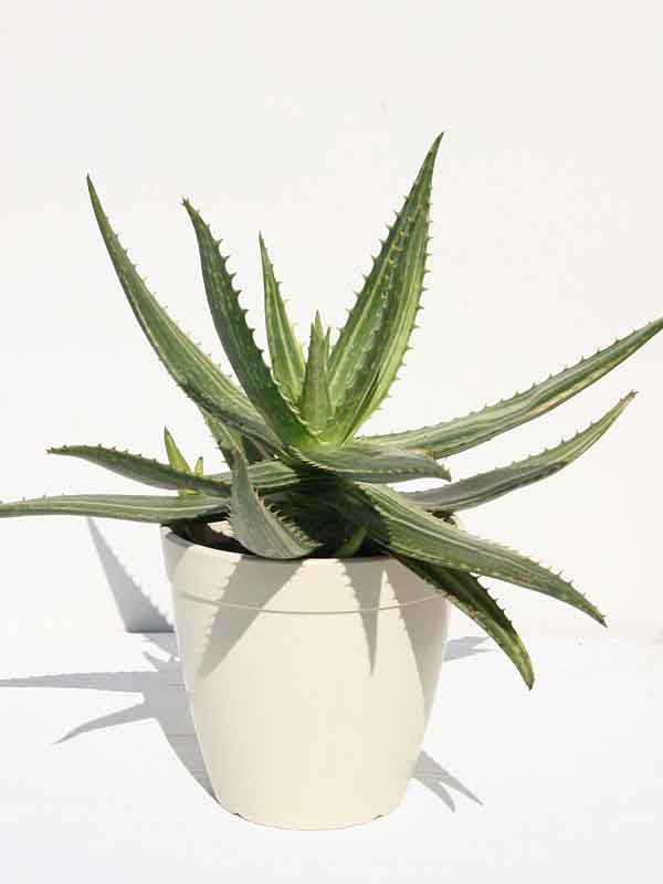 Lg. Super Rare Variegated Hawaiian Soap Aloe Plant (aloe saponaria sp) - Image 4