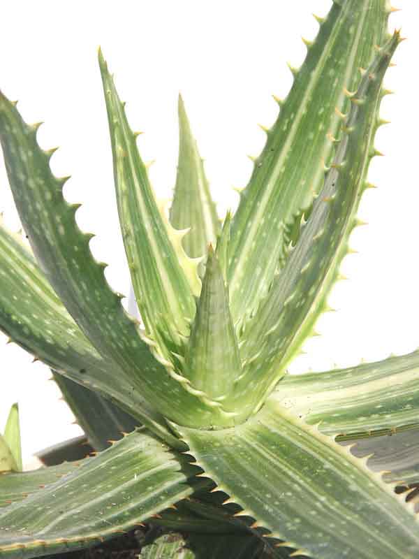 Lg. Super Rare Variegated Hawaiian Soap Aloe Plant (aloe saponaria sp) - Image 3