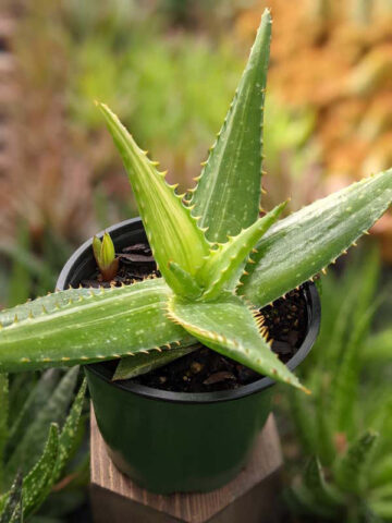 Lg. Super Rare Variegated Hawaiian Soap Aloe Plant (aloe saponaria sp) - Image 3