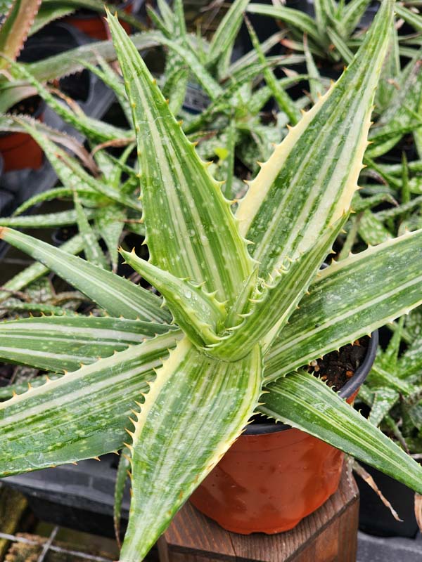 Lg. Super Rare Variegated Hawaiian Soap Aloe Plant (aloe saponaria sp) - Image 2