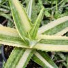 Lg. Super Rare Variegated Hawaiian Soap Aloe Plant (aloe saponaria sp)