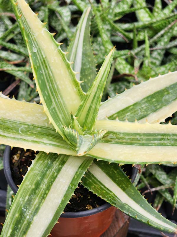 Lg. Super Rare Variegated Hawaiian Soap Aloe Plant (aloe saponaria sp)