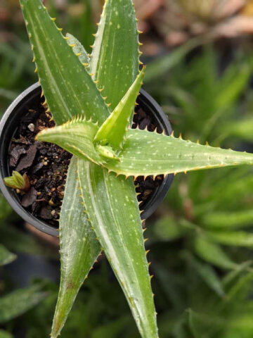 Lg. Super Rare Variegated Hawaiian Soap Aloe Plant (aloe saponaria sp) - Image 4