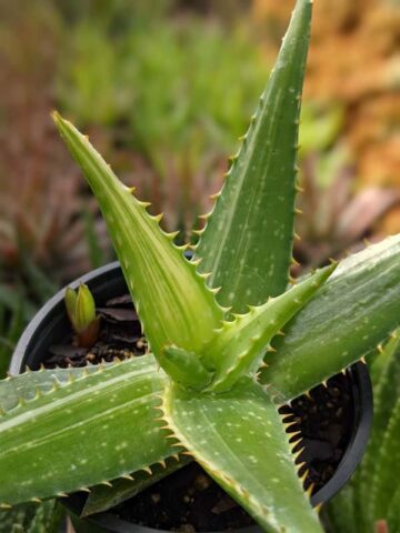 Lg. Super Rare Variegated Hawaiian Soap Aloe Plant (aloe saponaria sp) - Image 5