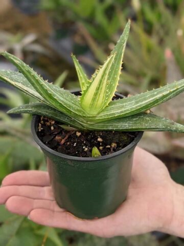 Alternative view of Lg. Super Rare Variegated Hawaiian Soap Aloe Plant (aloe saponaria sp)