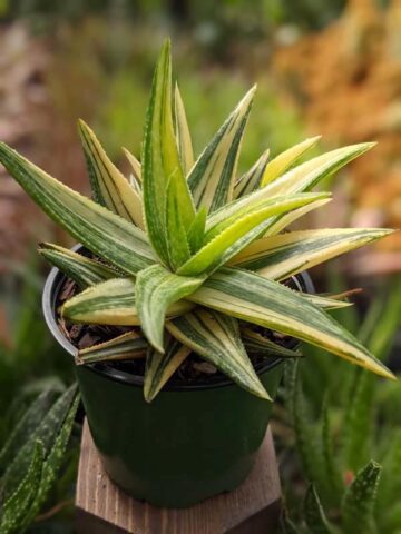 Lg. Little Striata Lime Aloe Plant (aloe hybrid)