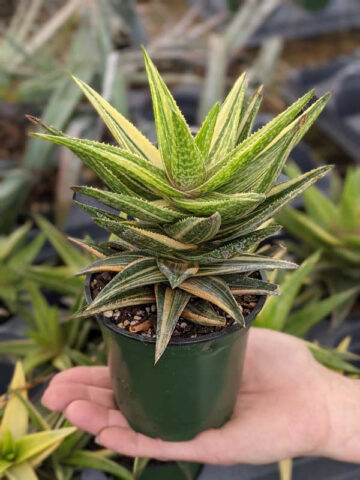 Lg. Little Striata Lime Aloe Plant (aloe hybrid) - Image 3