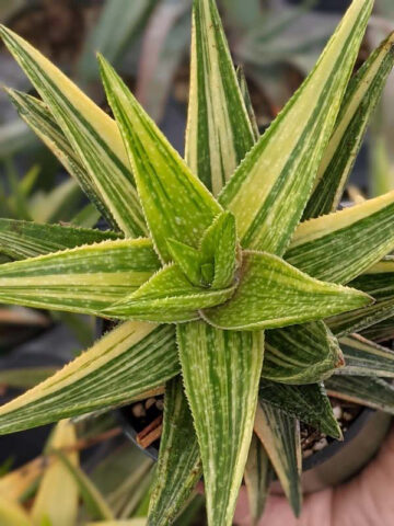 Lg. Little Striata Lime Aloe Plant (aloe hybrid) - Image 4