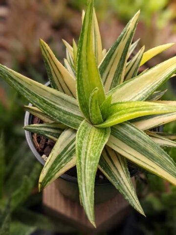 Alternative view of Lg. Little Striata Lime Aloe Plant (aloe hybrid)