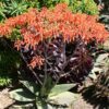 African Coral Aloe Plant (aloe striata)