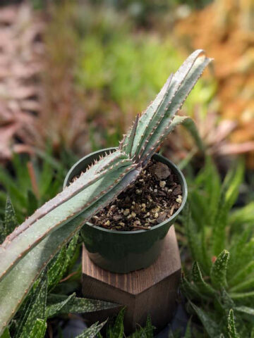 Mr Mustacheo Aloe Plant (aloe suprafoliata) - Image 5