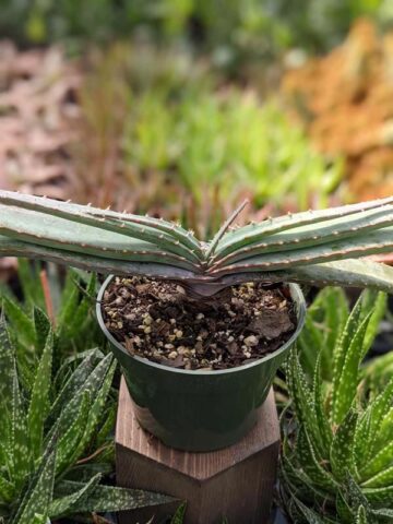 Mr Mustacheo Aloe Plant (aloe suprafoliata)