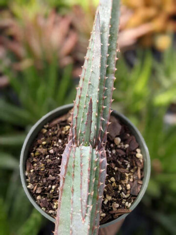 Mr Mustacheo Aloe Plant (aloe suprafoliata) - Image 2
