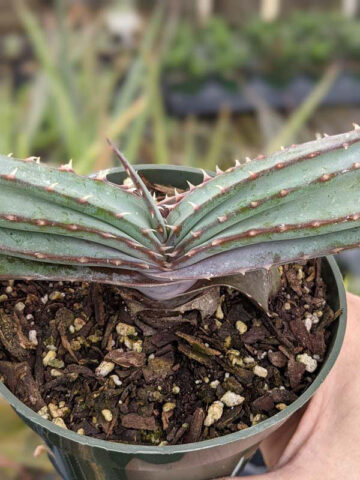 Mr Mustacheo Aloe Plant (aloe suprafoliata) - Image 4