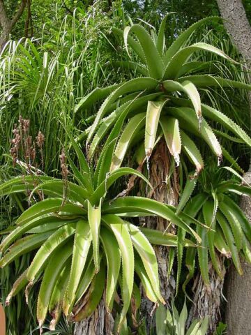 Best for Landscape Madagascar Torch Aloe Plant (aloe vaombe)