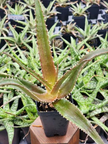 Best for Landscape Madagascar Torch Aloe Plant (aloe vaombe) - Image 8