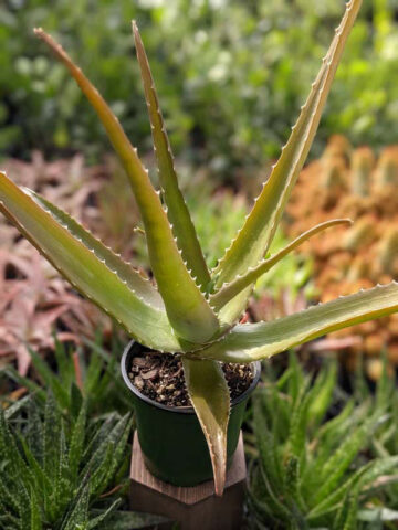 Lg. Best for Landscape Madagascar Torch Aloe Plant (aloe vaombe) - Image 11