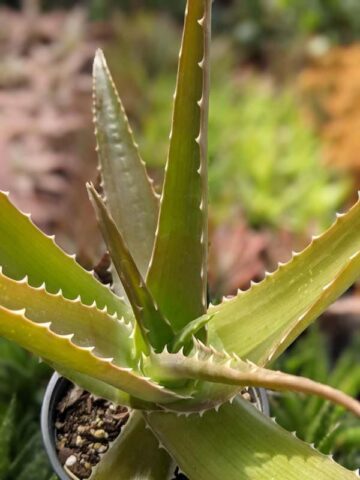 Lg. Best for Landscape Madagascar Torch Aloe Plant (aloe vaombe) - Image 10