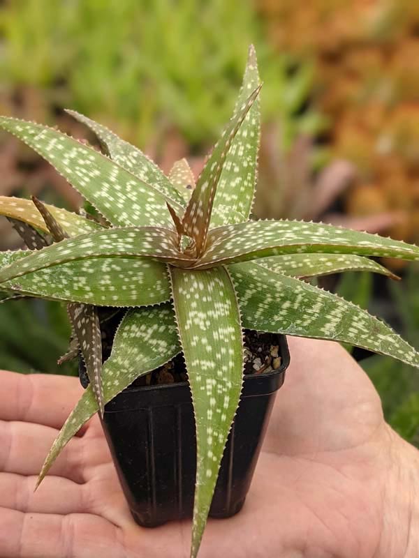 Tiger Stripe Aloe Plant (aloe hybrid) - Image 3