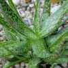 Tiger Stripe Aloe Plant (aloe hybrid)