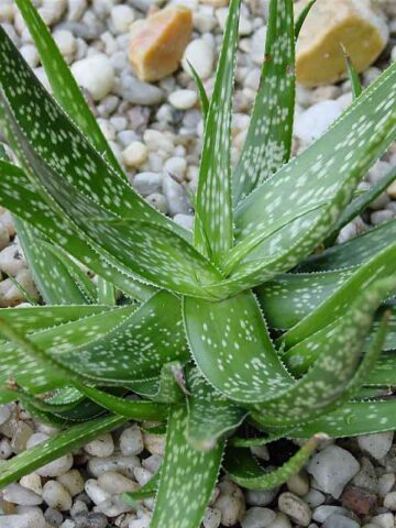 Tiger Stripe Aloe Plant (aloe hybrid)