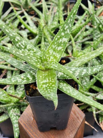 Tiger Stripe Aloe Plant (aloe hybrid) - Image 5