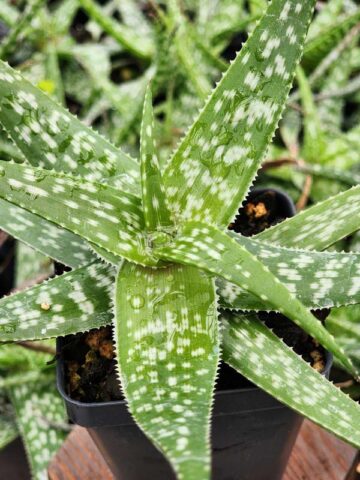 Tiger Stripe Aloe Plant (aloe hybrid) - Image 4