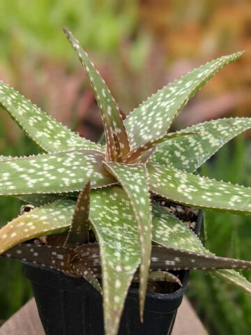 Alternative view of Tiger Stripe Aloe Plant (aloe hybrid)
