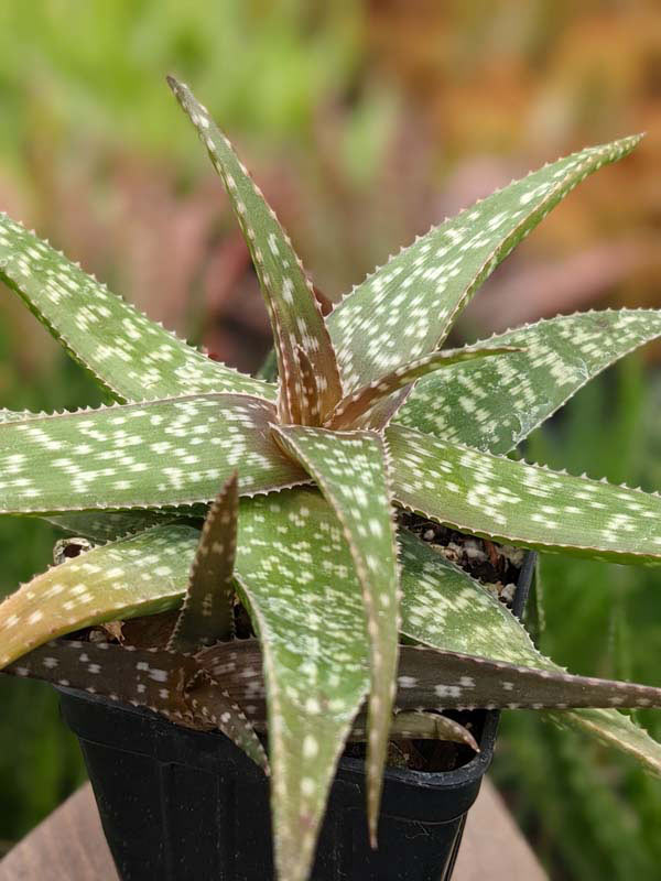 Tiger Stripe Aloe Plant (aloe hybrid) - Image 2