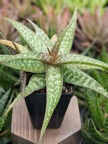 Tiger Stripe Aloe Plant (aloe hybrid)