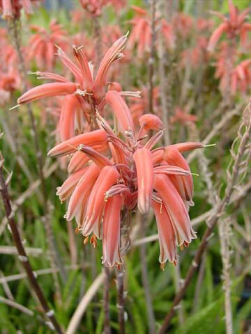 Tiger Stripe Aloe Plant (aloe hybrid) - Image 3