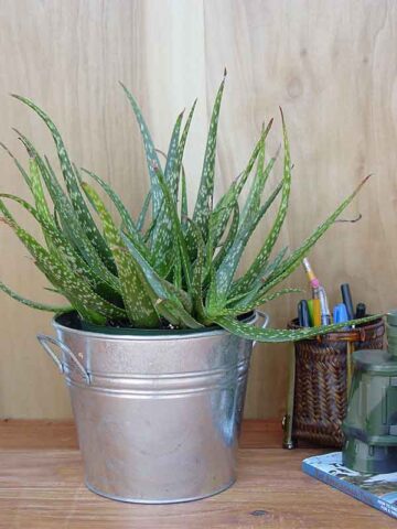 Tiger Stripe Aloe Plant (aloe hybrid) - Image 2