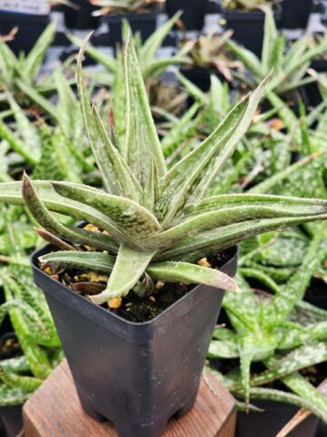 Gorgeous Tiger Aloe Plant (gonialoe variegata) - Image 2