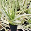 Super Rare Medical Aloe Vera Striata Plant (aloe sp)