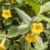 Lg. Hawaiian Gold Allamanda Plant (allamanda schottii variegata)
