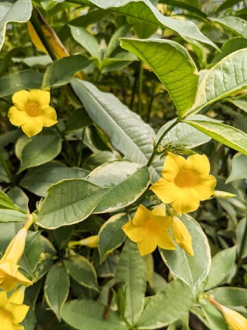 Lg. Hawaiian Gold Allamanda Plant (allamanda schottii variegata)