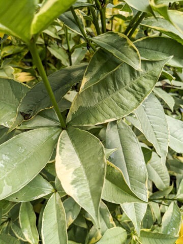 Alternative view of Lg. Hawaiian Gold Allamanda Plant (allamanda schottii variegata)