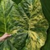 Lg. Giant Caladora Gold Splash Elephant Ear Plant (alocasia)
