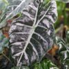 Lg. Alocasia Deep Jungle Chantrieri Elephant Ear Plant (alocasia)