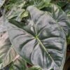 Lg. Golden Bone Elephant Ear Plant (alocasia)
