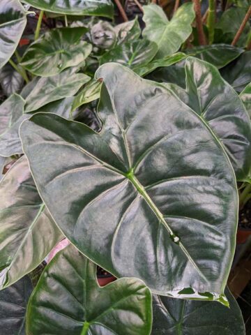Lg. Golden Bone Elephant Ear Plant (alocasia)