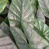 Lg. Silvery Corazon Elephant Ear (alocasia heterophylla)